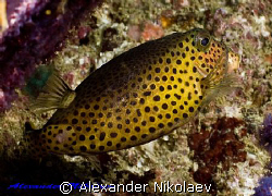 Trunkfish. Canon 40D, SIGMA 50mm macro. by Alexander Nikolaev 